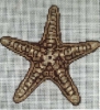 GES164 - Beige Starfish